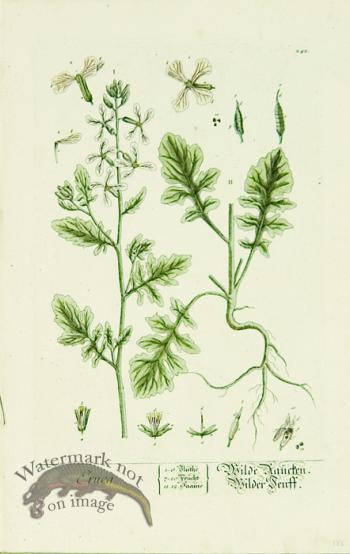 Blackwell German 084